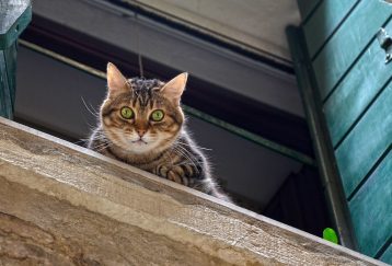 Ventanas y gatos